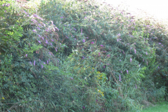 20190811_nudeln_bovist-9-scaled